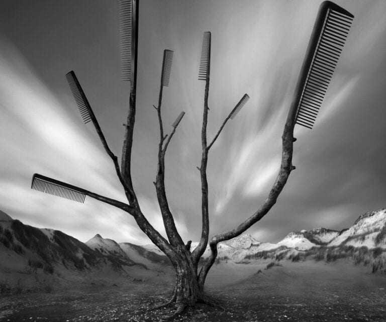 Dariusz Klimczak peignes arbres