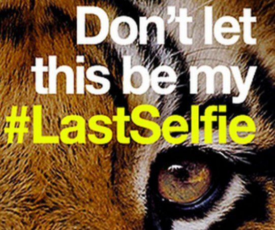 #LastSelfie : La campagne choc de WWF